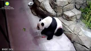 20170914 Mei Xiang [1:37pm - 2:01pm]
