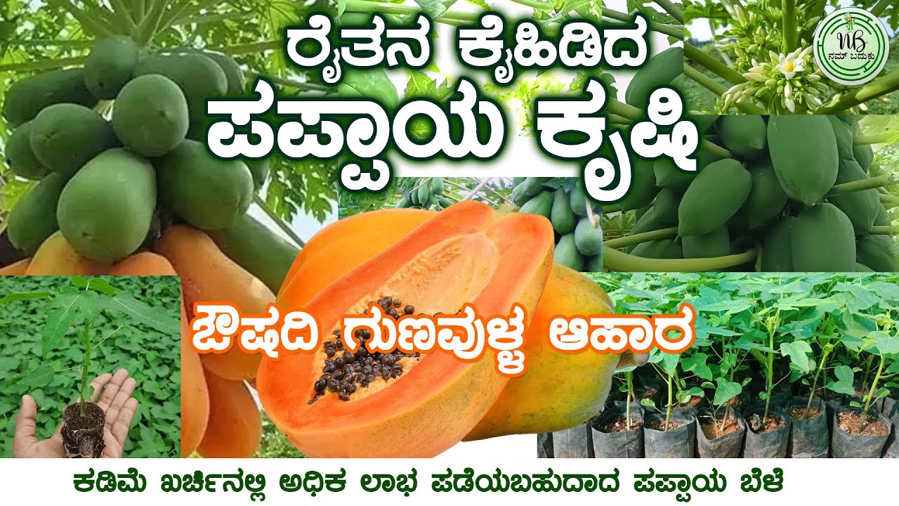 Pappaya Farming |ಪಪ್ಪಾಯ ಕೃಷಿ #pappaya #NamBaduku #HalliJeevana #Agriculture #KrushiBaduku #karnataka