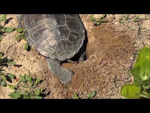 Terrapin Laying Eggs