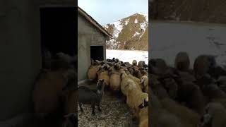 Komik Whatsapp Instagram Kısa Durum Videoları