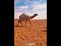 جديد الدون لـ غازي بن ربيع الذيابي