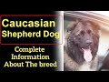 Caucasian Shepherd Dog. Pros and Cons, Price, How to choose, Facts, Care, History