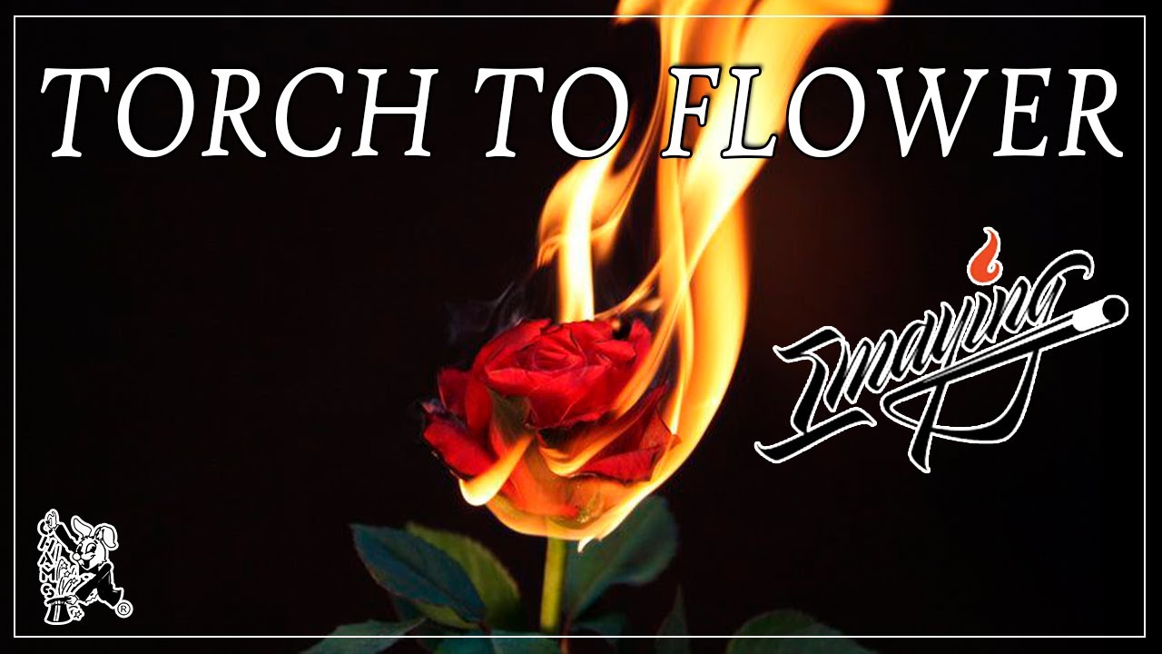 Torch to Flower V2 by Imaying