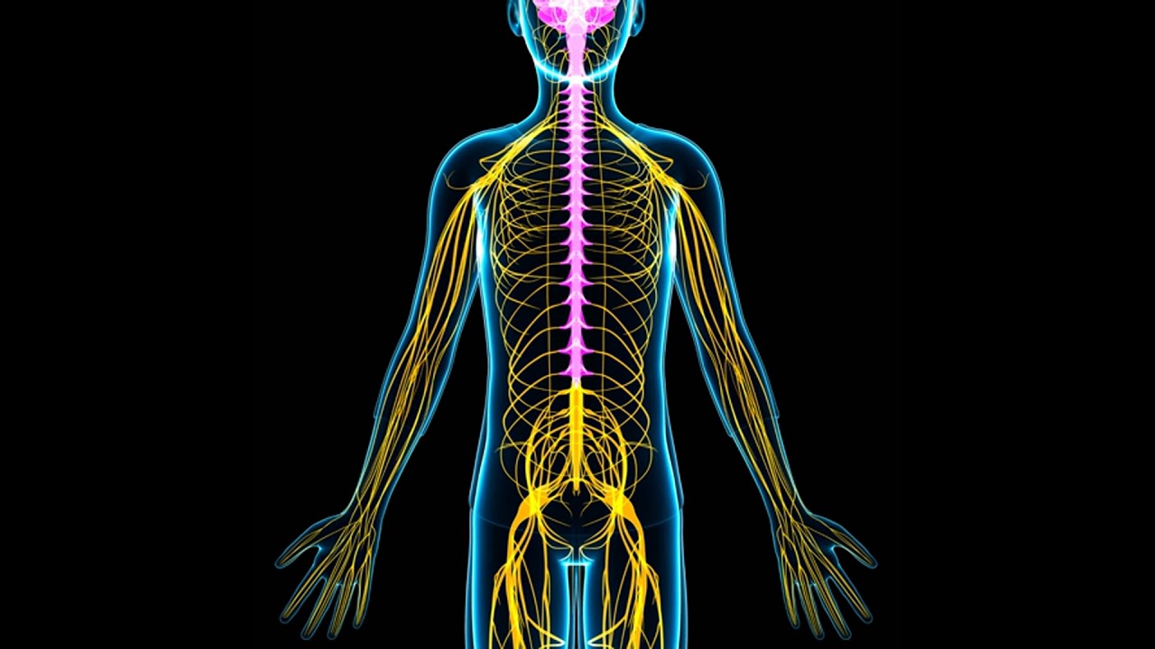 EP33 |【兒童科普】身體裡的橡皮筋—自律神經 (Why do I feel nervous? The secret of the 