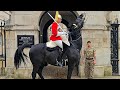 Huge horse quits six times as police guards trooper and tourists look on at horse guards