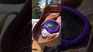 Cat Loves Skiing So Much, He Has His Own Ski Pass | The Dodo