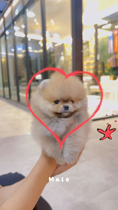 #cute #poompoom #poms #pets #geminifourth #cutedog #pomeranian #poodle #heropom #doglife