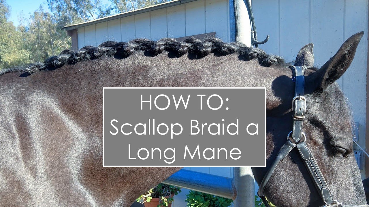 How To Braid A Horse's Mane 