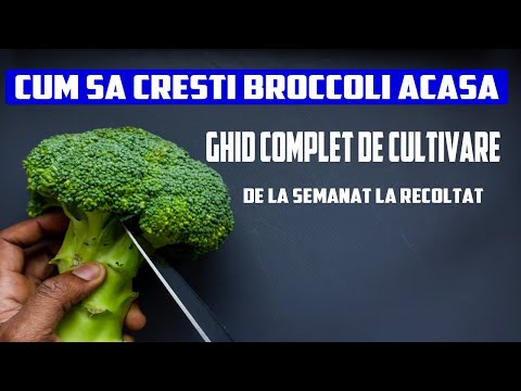 Video: Când Să Plantați Broccoli Pentru Răsaduri: Calendar Lunar Pentru 2019, Termeni și Nuanțe Generale Pentru Regiuni