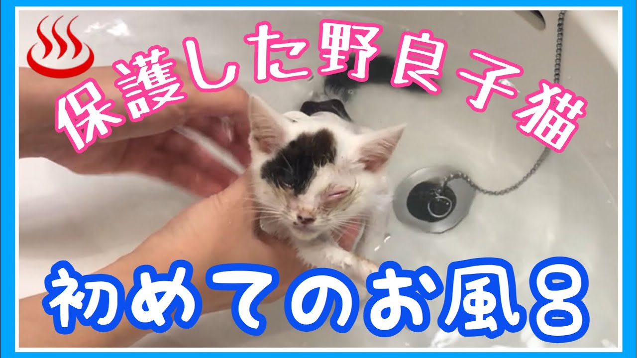育児放棄された野良子猫を初めてお風呂に入れました(保護猫 #3)