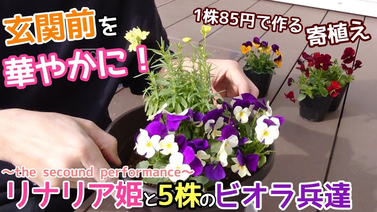 ガーデニングvlog 玄関前を華やかに リナリア姫と5株のビオラ兵たち 1株85円で作る寄植え Secound Performance Youtube ガーデニングvlog 玄関前を華やかに リナリア姫と5株のビオラ兵たち 1株85円で作る寄植え Secound Performance Youtube