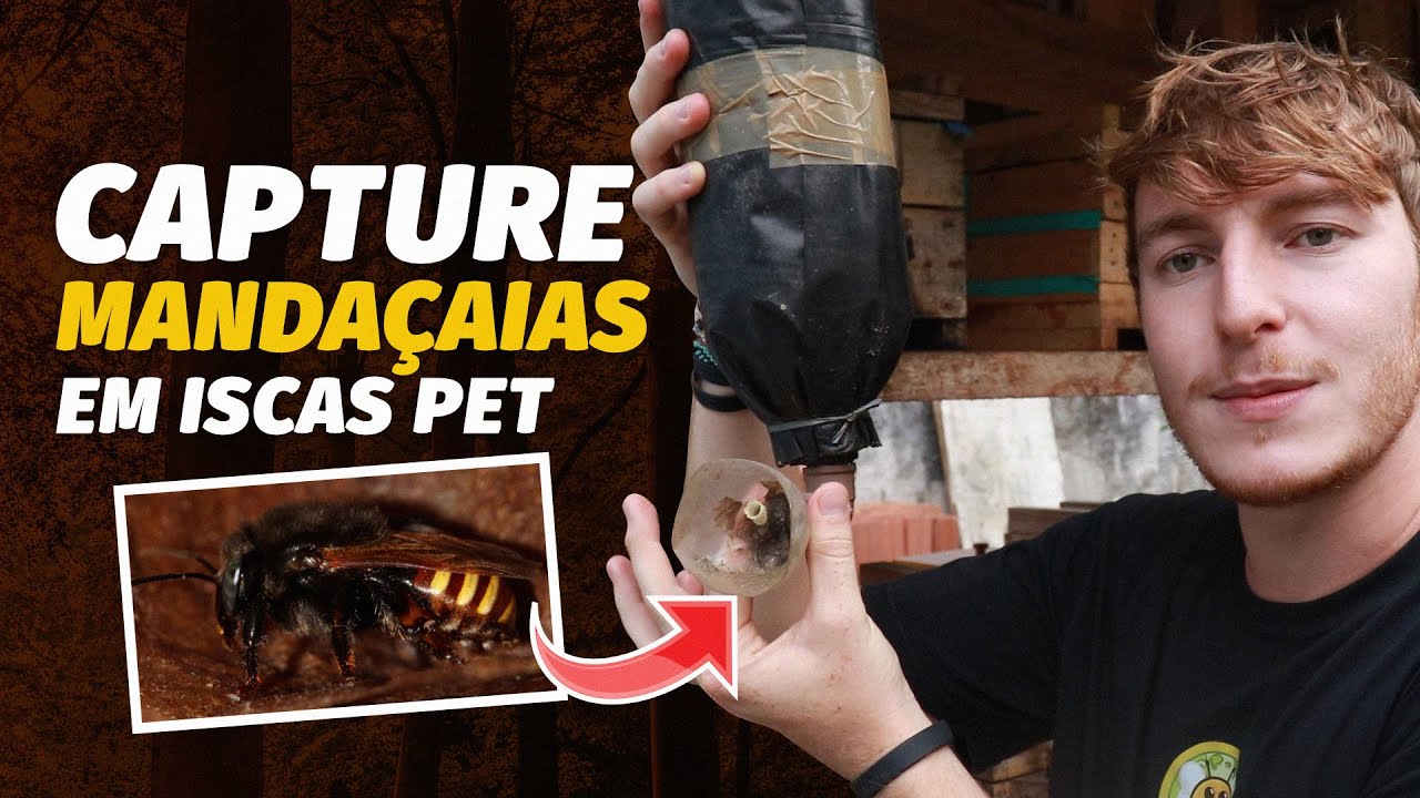 Como CAPTURAR abelha MANDAÇAIA em ISCA PET