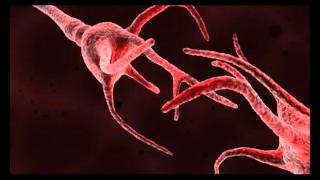 Amygdala   Med  Animation SD