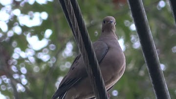 Tourterelle triste - Mourning Dove