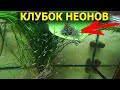 Огромная стая Неонов выпала КЛУБКОМ в аквариум!!