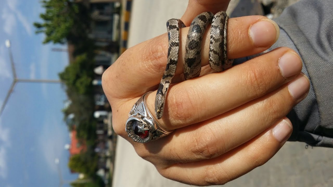 Yavru Yılan ısırması - YouTube