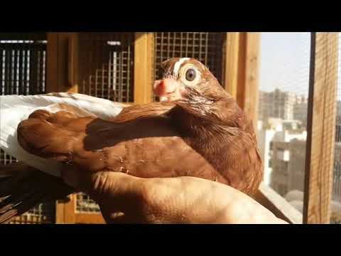 اغنيه غاوي حمام