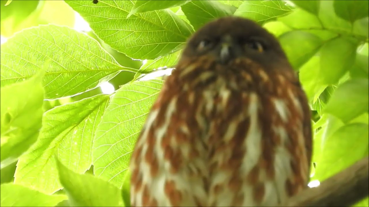 アオバズク：2026年06月09日（火）②動画撮影。 - YouTube