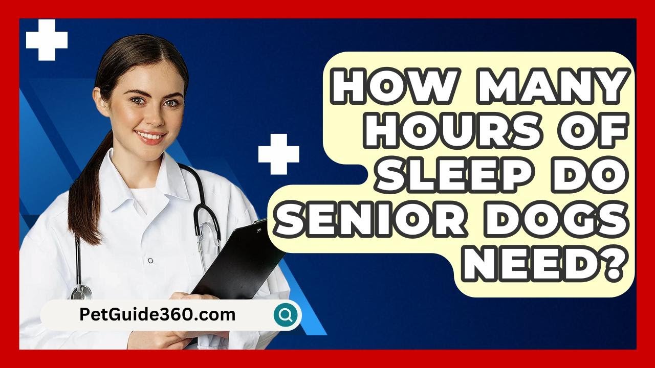 How Many Hours of Sleep Do Senior Dogs Need? - PetGuide360.com
