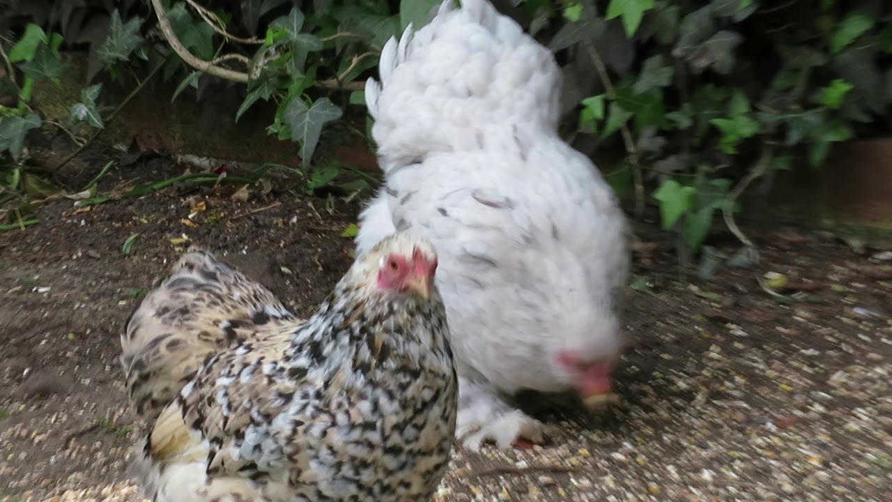 Running chicken YouTube