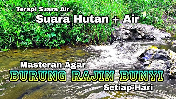 Semua Jenis Burung Cepat Buka Paruh, Terapi air mengalir burung gacor, suara hutan alam lbebas
