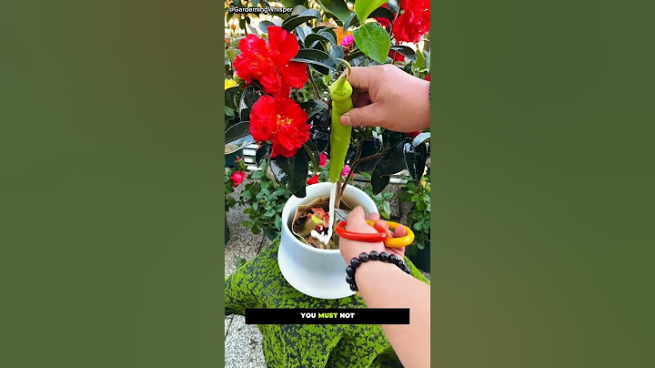 Best Flower Care Tips! 🌸🍌🍊 Natural Hacks for Healthy Plants 🌿||#gardening #flowers #shorts #plants
