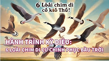 Hành Trình Kỳ Diệu: 6 Loài Chim Di Cư Chinh Phục Bầu Trời | Muôn Loài Chim