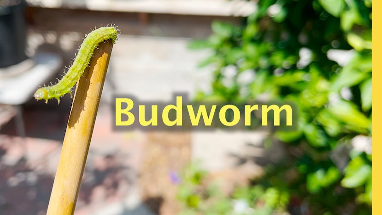 Budworm eating your Flower Buds must be removed to stop damage