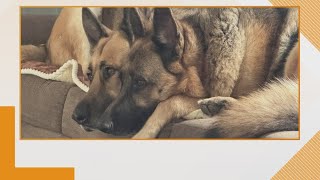 Doggone Weather in Northeast Ohio for May 19, 2025: Duke and Roxy