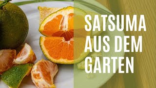 Eigene Satsuma Geerntet - Reife, Saftigkeit Und Geschmack