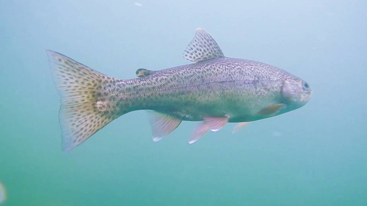 Quarry Park Rainbow Trout YouTube