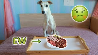 Picky Whippet Reviews Food by ShowPaws 1,152 views 4 months ago 6 minutes, 52 seconds