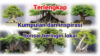 Inspirasi bonsai beringin lokal | Beringin lokal