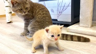 Dad Cat Meets Meowing Kittens And Does Not Allow Foster Mom Cat To Kiss Them