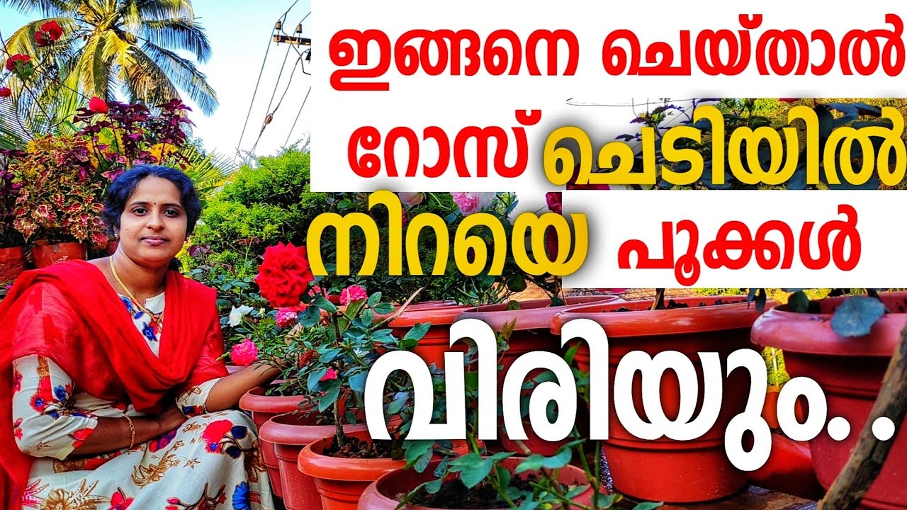 ഇങ്ങനെ ചെയ്താൽ റോസ് ചെടിയിൽ നിറയെ പൂക്കൾ...|rose flowers