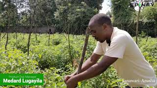 TAZAMA NAMNA YA UFUNGAJI WA KAMBA KWA ZAO LA NYANYA MBEGU NI BANSAL F1 KUTOKA EPINAV 0747906694