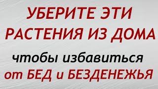 Уберите эти растения из дома, чтобы не накликать беду... Народные приметы и поверья.