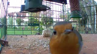 Mirror, Mirror: Inquisitive Robin Meets Its Reflection 📸🐦 #robin #birds