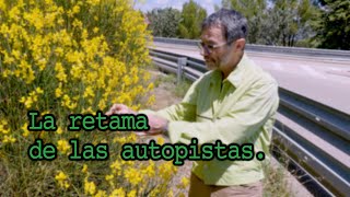 LA RETAMA DE LAS AUTOPISTAS.