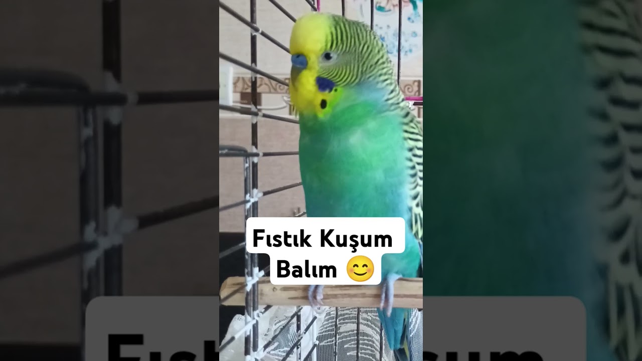 Muhabbet kuşu Konuşma #muhabbetkuşufıstık #muhabbetkusu #birds #muhabbetkuslari #kuslar #parrot