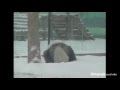 Cute video of the day: Pandas playing in the snow