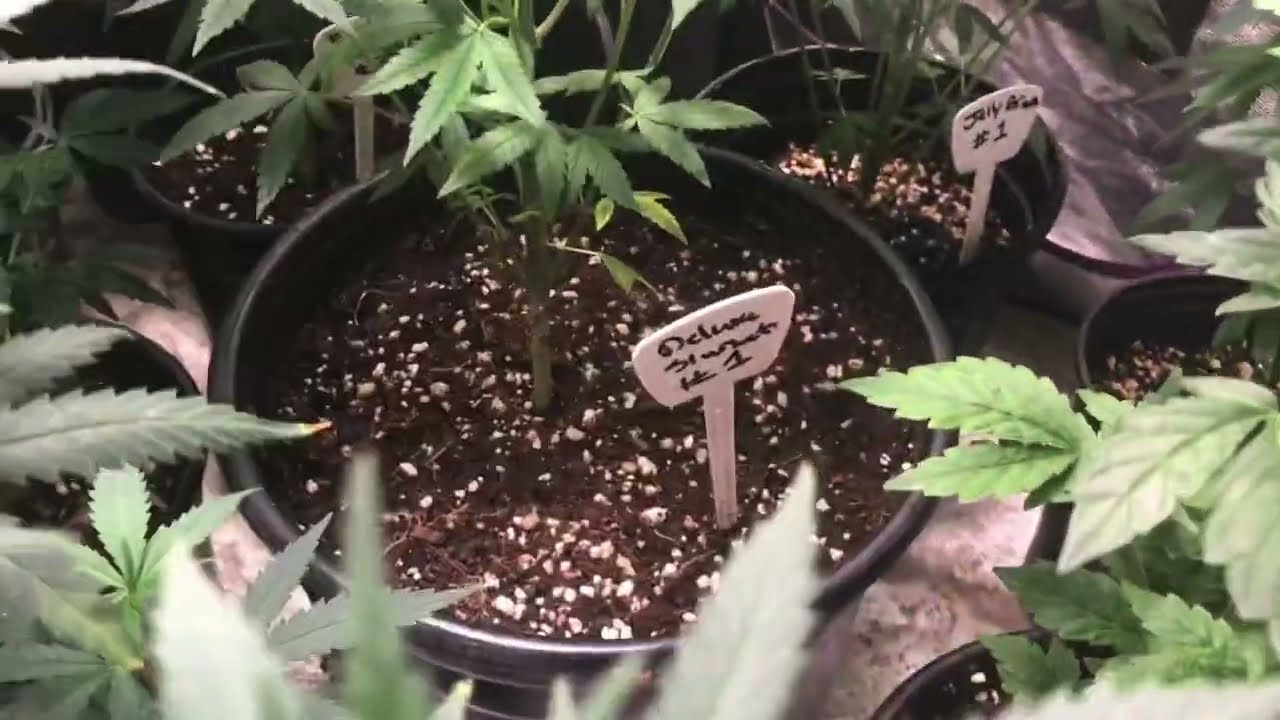 How I Grow Organic Cannabis Water Only Week 2 Flower, Ethos Genetics, Greenhouse Seed Co Grow