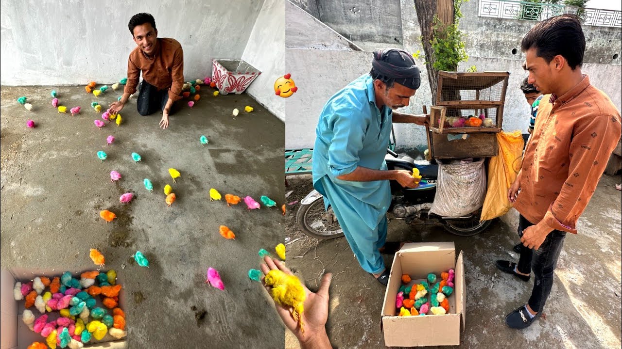 ColourFul Chick Le Liya 🤩