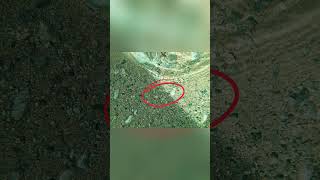 Widgeon Creek Tiny Fish Fry Spotted! A Sign of Healthy Ecosystem!