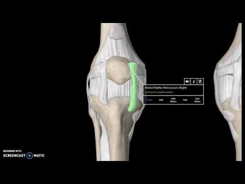 Video: Arcuate Popliteal Ligament Anatomy, Function & Diagram - Kroppskartor