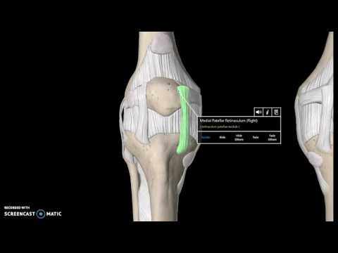 Knee Anatomy Tutorial