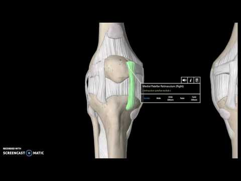 Video: Oblique Popliteal Ligament Anatomy, Function & Diagram - Kroppskartor