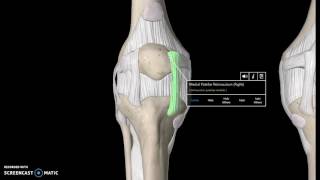 Knee Anatomy Tutorial (Ligaments) Knee Ligaments