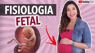 Fetal Physiology: Development of Organs and Systems | Anatomy etc.