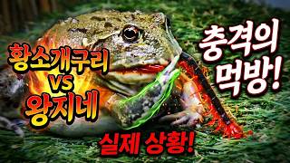 독 있는 왕지네를 한입에?! 황소개구리식 먹방 수준 ㄷㄷ#황소개구리 #왕지네 #개구리먹방 #파충류 #양서류 #절지류